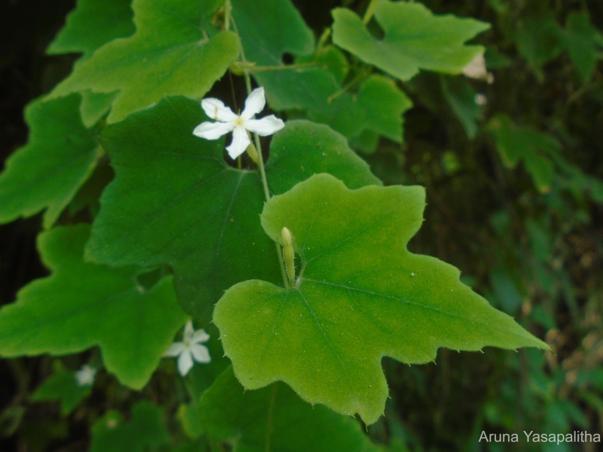 Trichosanthes tubiflora (Wight & Arn.) H.J.de Boer